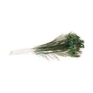 Zucker Feather Peacock Eye Feathers 12/Pkg Natural B458/12 