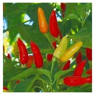 Tabasco Pepper 4 Plants   MAKE YOUR OWN SAUCE   Hot