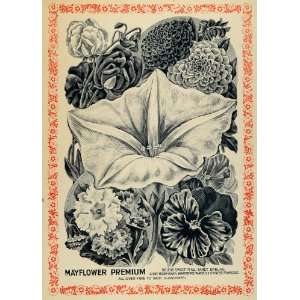  1895 Ad Lily Sweet Pea Dahlia Pansy Primrose Moonflower 