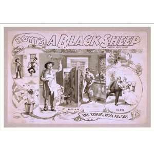    Historic Theater Poster (M), Hoyts A black sheep