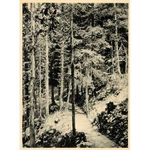  1927 Merano Meran Italy Italian Forest Woods Landscape 