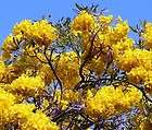 Tabebuia caraiba SILVER TAB YELLOW TRUMPET TREE ~PLANT~  