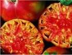 Tomato, Hillbilly, 50 Seeds