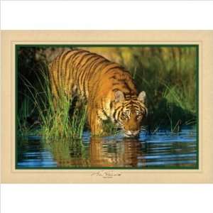   Tigers Time Out,1000 pc Masters of Photography MST70730 Toys & Games