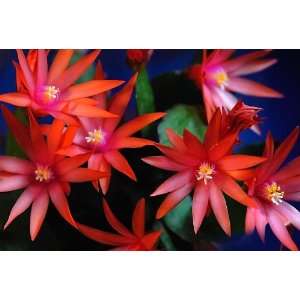  Red Sunrise Cactus Flower Photograph 