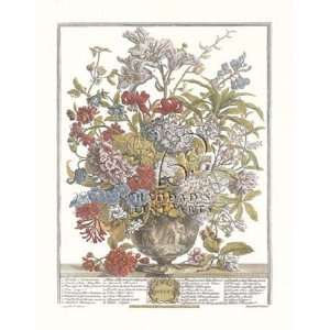Twelve Months of Flowers, 1730/July by Robert Furber 9x12  