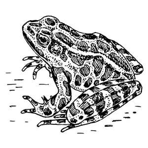    6 inch x 4 inch Greeting Card Line Drawing Frog