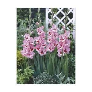  Gladiolus   Thats Love Flower Bulbs Patio, Lawn & Garden