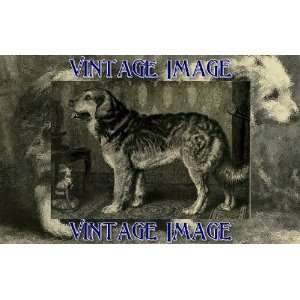   10cm) Dogs The Leonberg Dog Vintage Image 