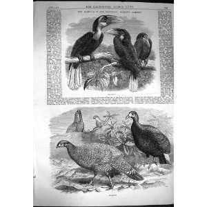  1870 Hornbills Birds Pheasants Zoological Society
