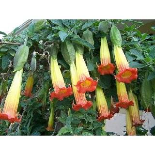  Black Angel Trumpet Datura Gothic 10 Seeds/Seed Patio 
