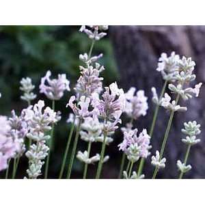   English Lavender Herb   Perennial   25 Plants Patio, Lawn & Garden