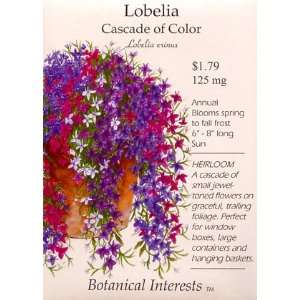  Lobelia Cascade of Color Heirloom Seeds 450 Seeds Patio 