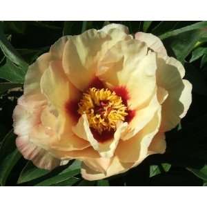  Sonoma Apricot Peony Flower Seeds 30 Seed Pack Easy Grow 