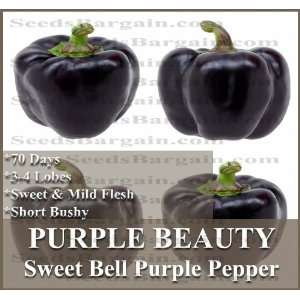  1,000 PURPLE BEAUTY Pepper seeds SHORT & BUSHY 3 4 lobed bell type 