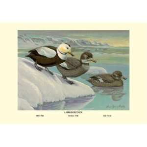  Exclusive By Buyenlarge Labrador Duck 12x18 Giclee on 
