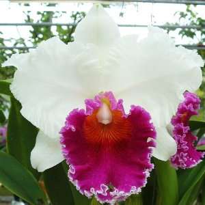 SC104 Orchid Plant Blc Memoria Tiang Pipop Pot Pack  