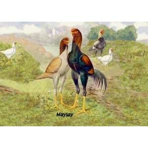 Exclusive By Buyenlarge Malay (Chickens) 12x18 Giclee on canvas 