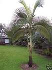 rare myola king palm fast live attractive tree 1 gallon