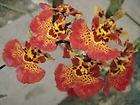Orchid Cattleya Blc Fire flame  