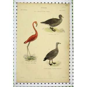  Birds Pigeon Wild Goose Red Flamingo C1860 Colour Lowry 