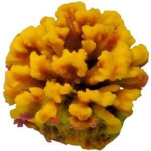  Reef Builder Coral   Yellow   Size 2 x 2 x 2.5 Kitchen 