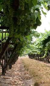 Sonoma County has always been Blackstones home and inspiration. Since 
