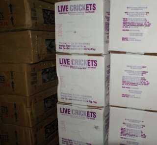 Live Feeder Cricket 1/2 inch qty 1000  