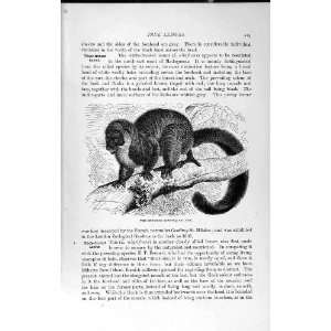    NATURAL HISTORY 1893 94 MUNGOOSE BLACK LEMUR