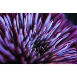  Purple Flower with radiating Spires1 Flower Photograph 