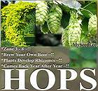 100 x HOPS Humulus lupulus Seeds Brew Your OWN BEER TODAY COMES BACK 