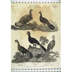    1805 Ornithology American Turkey Guan Curassow Bird