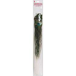 Peacock Eye Natural Feathers (Pack of 12)  