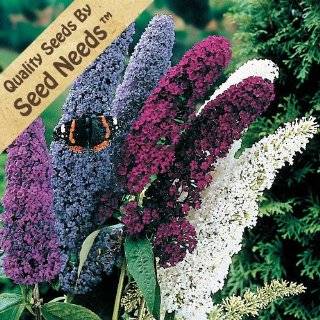 20+ Seeds, Butterfly Bush Mixed Colors (Buddleia Ddavidii) Seeds By 