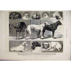  Birmingham Dog Show Prize Winners Deer Hound 1874