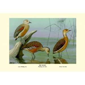 com Lesser Whistling Teal, Wandering Tree Duck, and Fulvous Tree Duck 