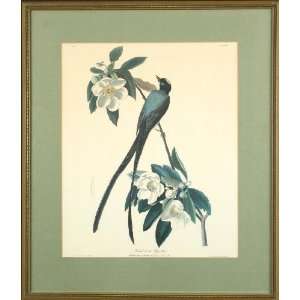   Forked tailed Flycatcher   Print   R. Havell   27x23
