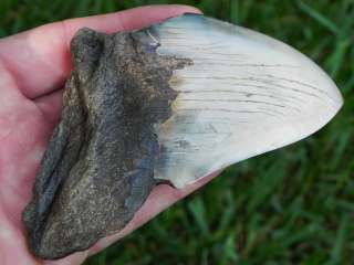 75b Megalodon Fossil Shark Tooth MIOCENE WHALE KILLER  
