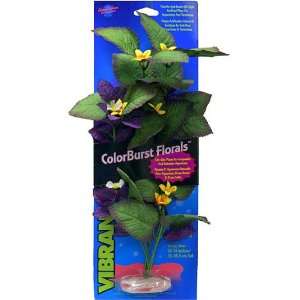   Rift Cluster with Flowering Buds Aquarium Plant 13 14
