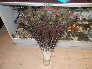 20 Natural Peacock Tails Feathers 35   40 Craft Drag Queen FS  