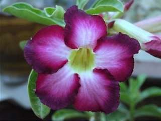 seeds Adenium,Siam Violet, Arabicum, Desert Rose  