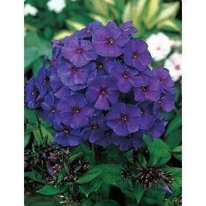  Nicky Hardy Tall Phlox   Immense Purple/Pink Blooms Patio 