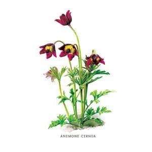  Vintage Art Anemone Cernua   03609 5