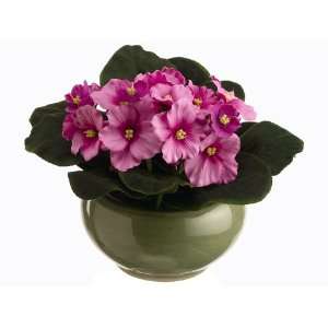  6 African Violet in Ceramic Pot Lilac (Pack of 6)