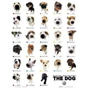  Dog World Common Breeds List Cute Puppy Animal Poster 16 x 