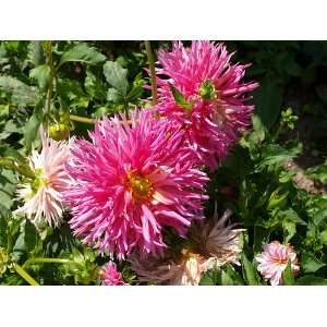   Semi Cactus Dahlia   2 Tubers   Pink/Yellow Patio, Lawn & Garden