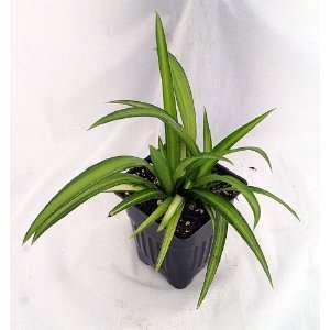  Hawaiian Spider Plant   Easy to Grow   Cleans the Air   4 Pot 