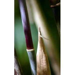    Borinda Clumping Bamboo 2   Year 1 Gallon Patio, Lawn & Garden