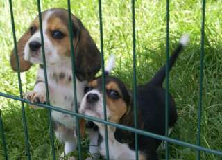 Reinrassige Beagle   Welpen Familienzucht hervorragendeAbstammung in 