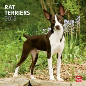  Rat Terriers 2013 Wall Calendar 12 X 12